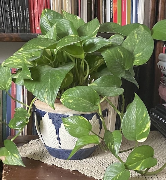 Pothos Plant Small Houseplant