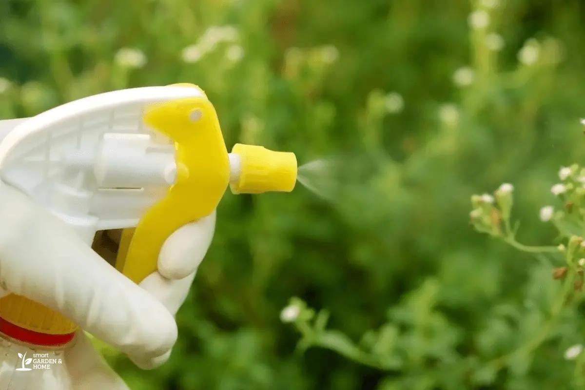 Spraying Insecticidal Soap on Plants for Pest Control