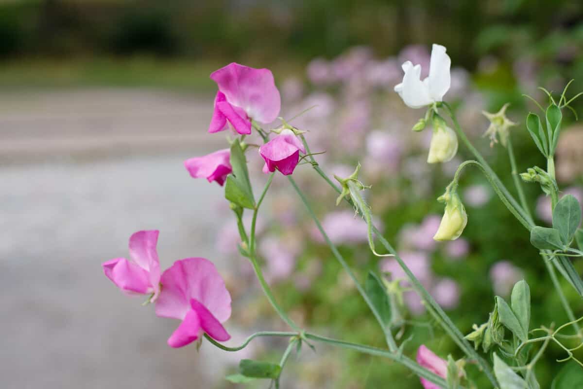 Sweet Peas