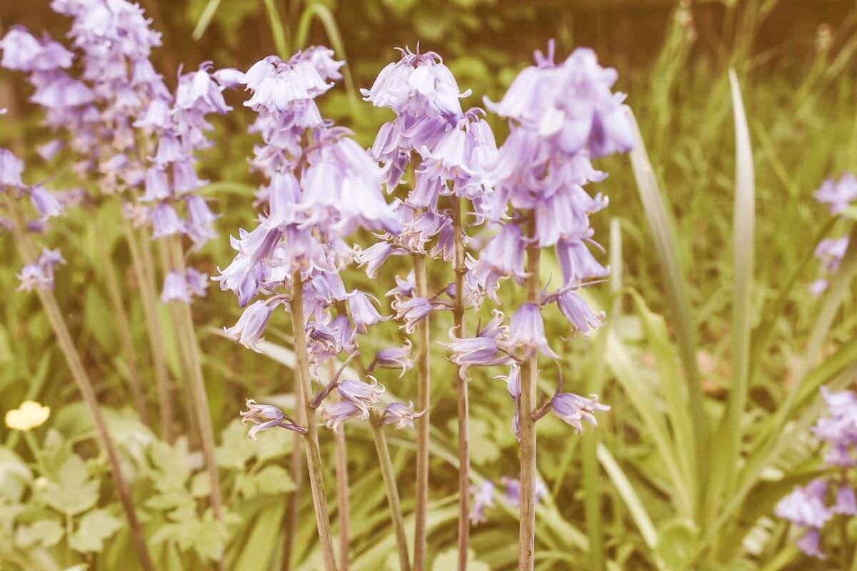 A cluster of Virginia bluebells pictured in early spring, when these flowers stand out the most.