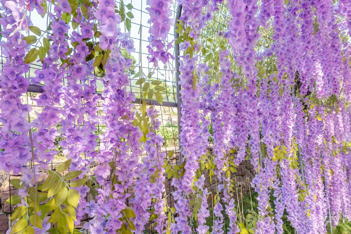 A pergola adorned with cascading clusters of vibrant purple and light pink wisteria flowers, one of the edible wild flowers.