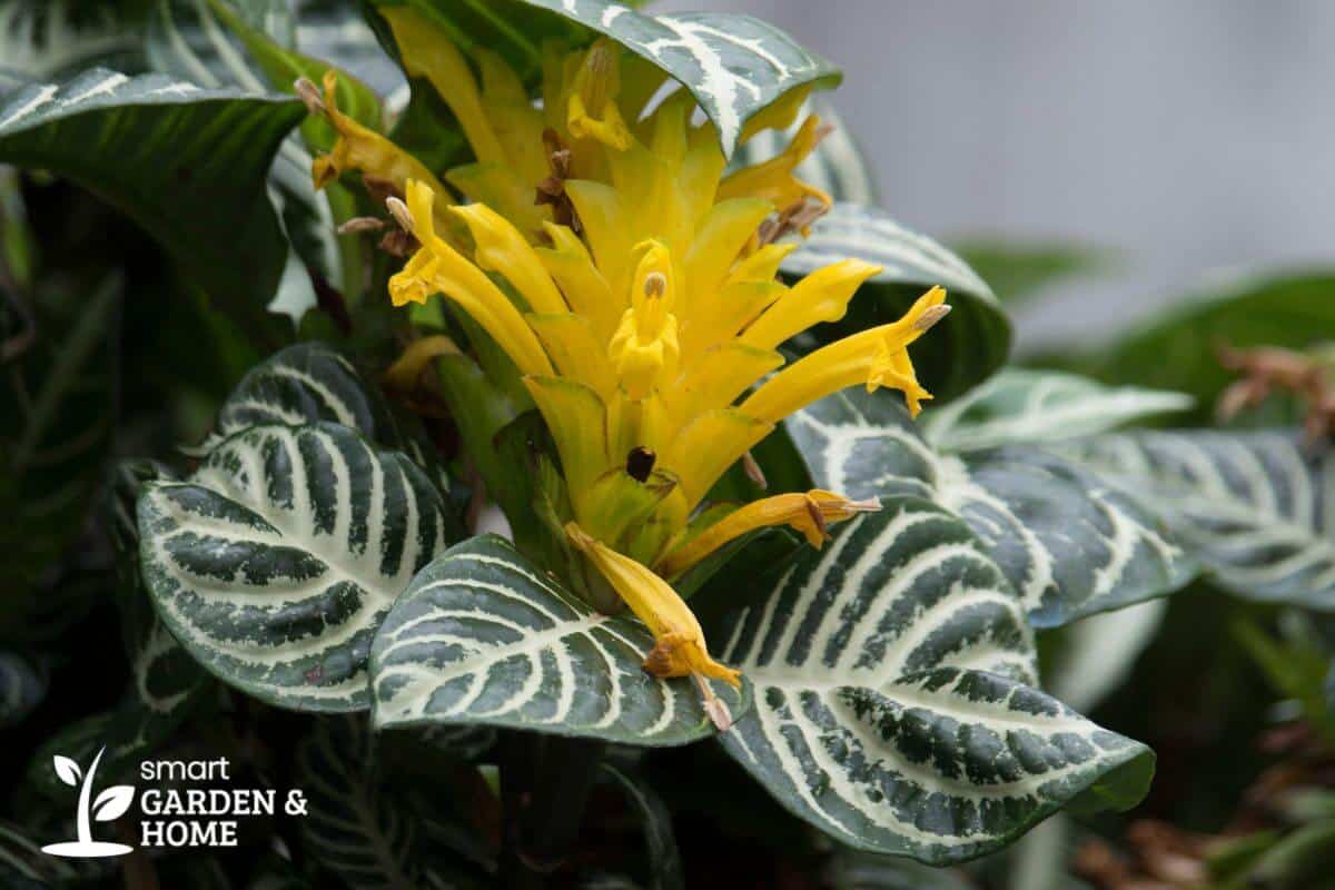 A vibrant yellow zebra plant flower in full bloom, nestled among its striking dark green leaves with white veins.