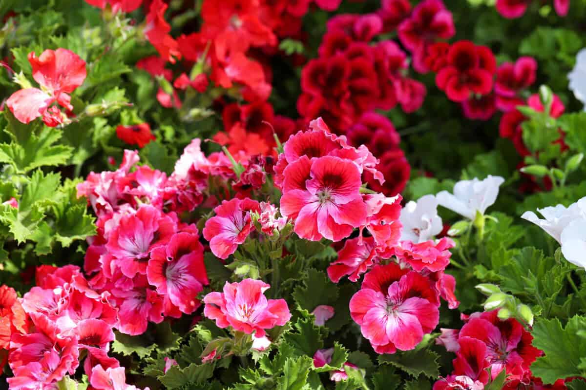 Zonal Geranium