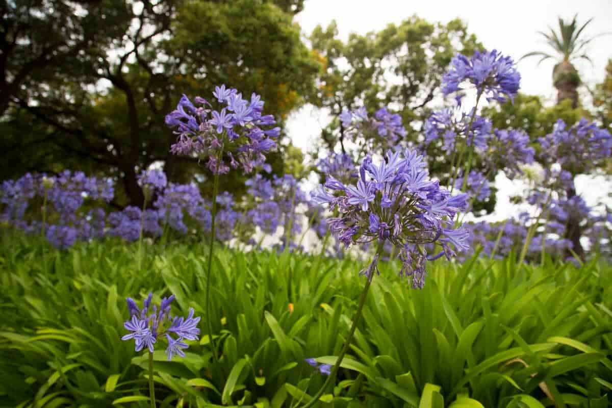 African Lily