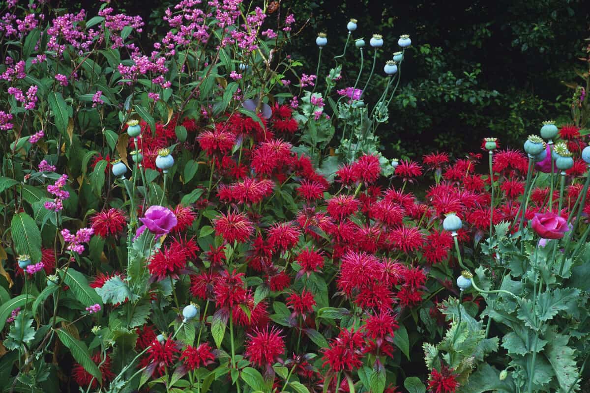 Bee Balm