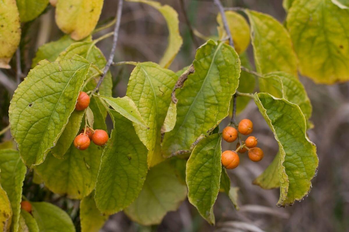 A branch with green leaves and small clusters of bittersweet berries, one of the poisonous wild berries, in vibrant orange.