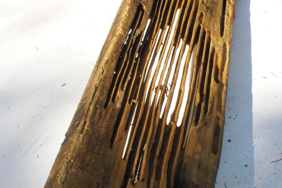 Carpenter Ants Damage Wood Surfaces