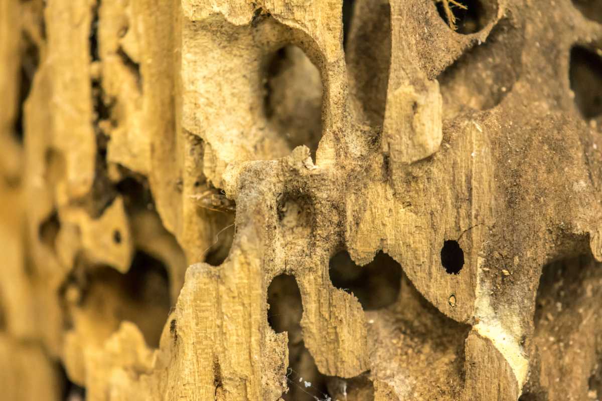 Wooden surface damaged by carpenter ants, showing irregular holes and tunnels with rough textures. 