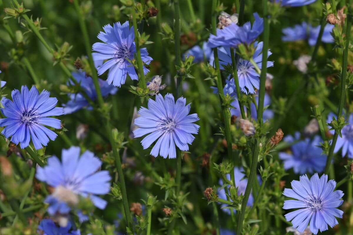 Several vibrant blue chicory flowers in full bloom, nestled among green stems and leaves. 