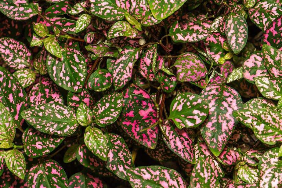 Polka Dot Plant Colorful Houseplant