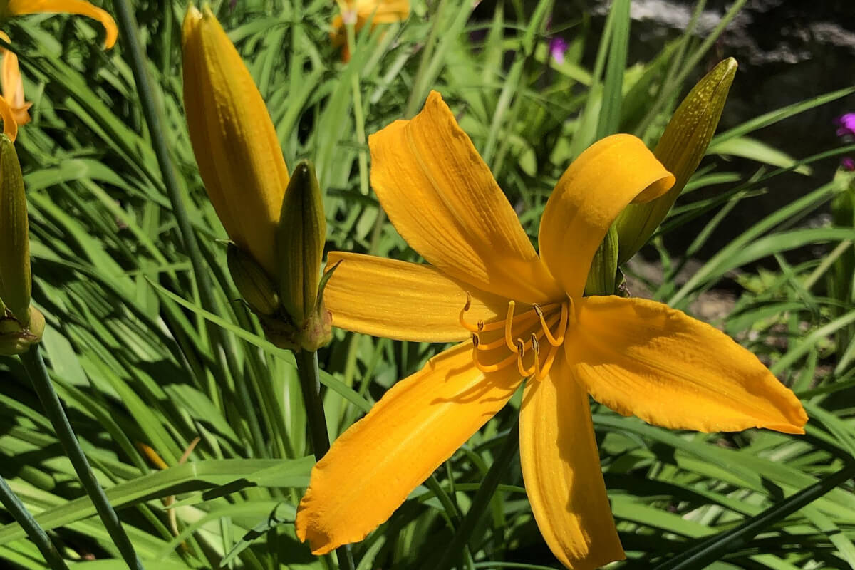A vibrant yellow daylily, one of the edible wild flowers, in full bloom, surrounded by green leaves and unopened buds.