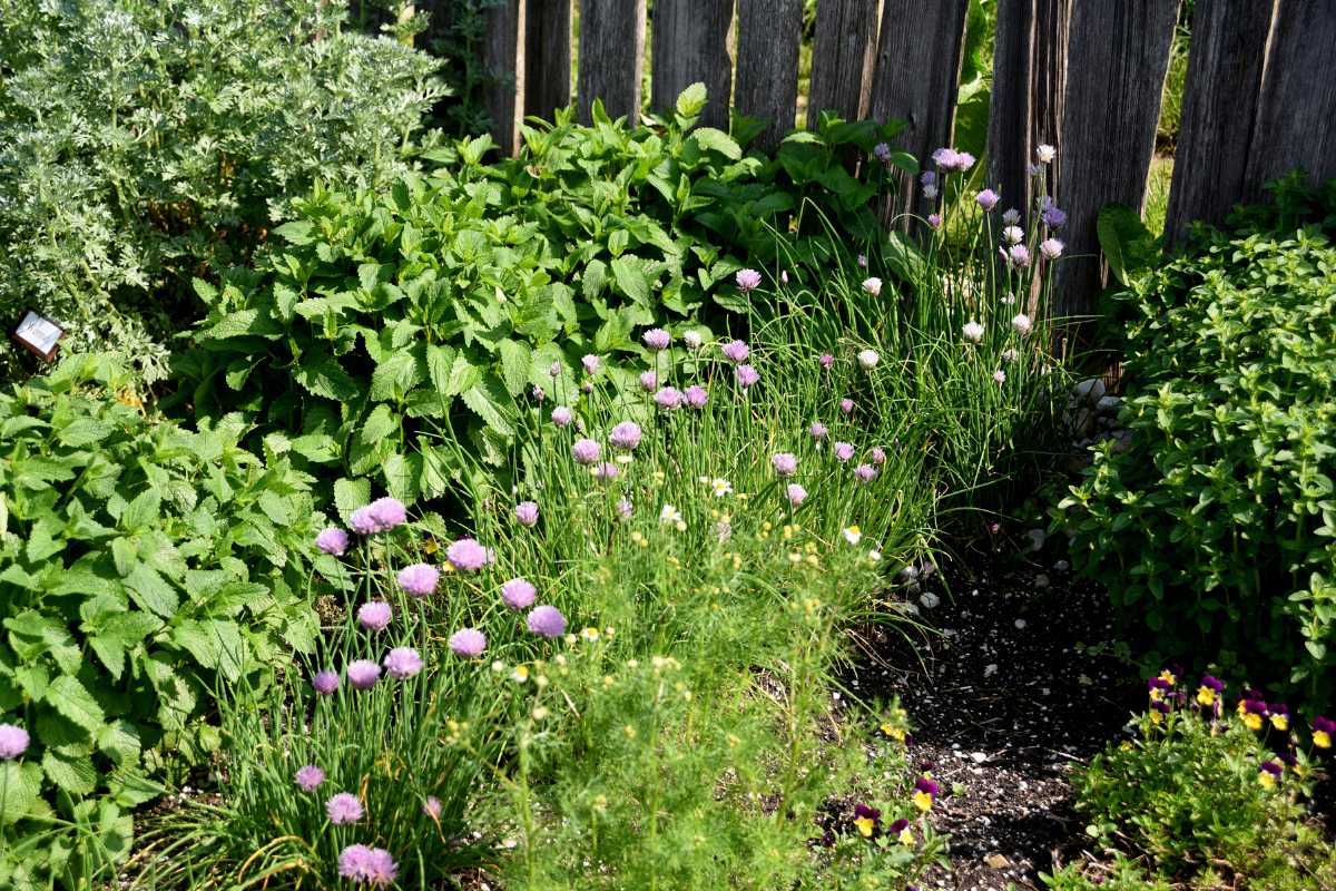 A garden bed filled with a variety of lush green plants, including those that repel mosquitoes, and blooming purple flowers stands in front of a wooden fence. 