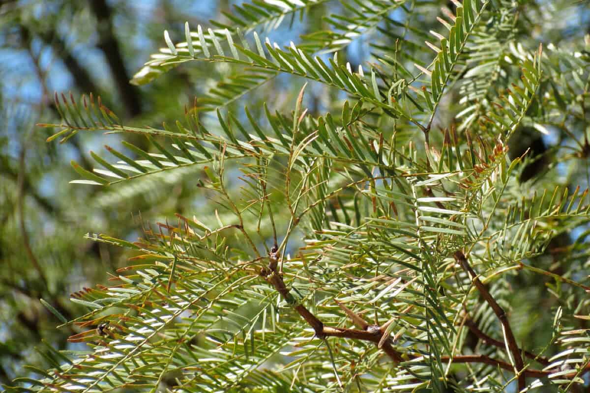 Honey Mesquite Plant