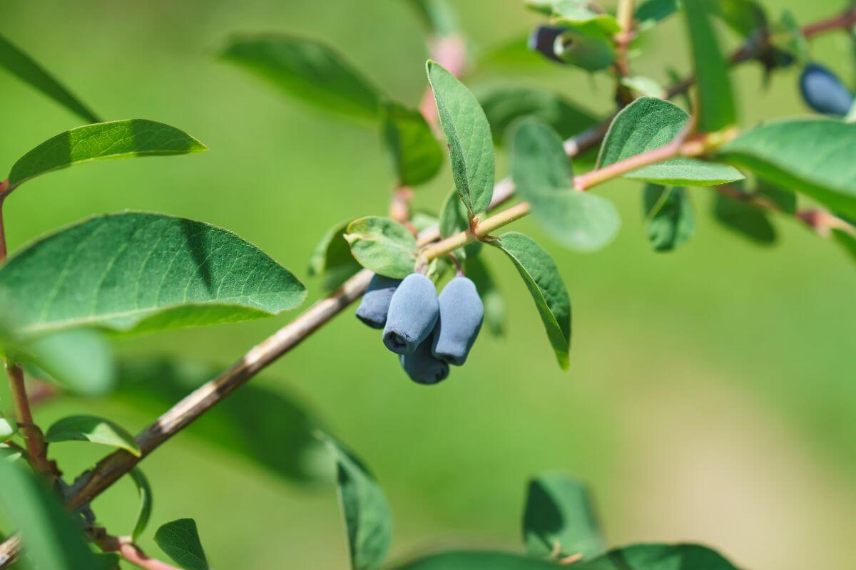 A branch with oblong honeyberries, one of the edible berry bushes, with green leaves.