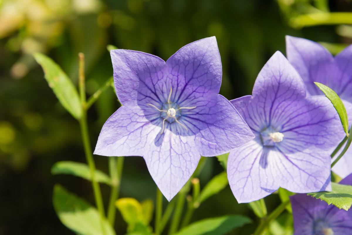 A close-up of the Japanese bell flower in full bloom, featuring radiant bluish-purple petals shaped like stars.