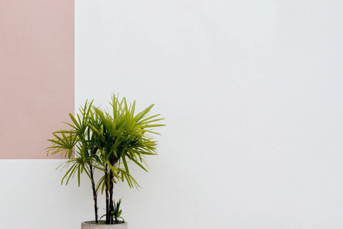 Lady Palmt is placed in front of a wall. The wall has a large white portion with a vertical, light pink rectangle on the left side, creating a minimalist aesthetic. 