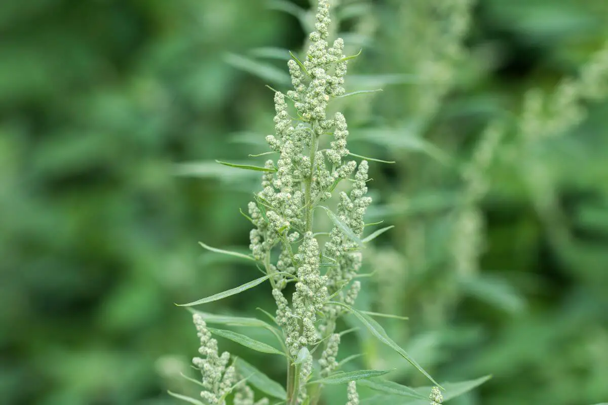 Close-up of a Lamb's quarter plant with green leaves and stalks bearing clusters of small, light-green flowers.