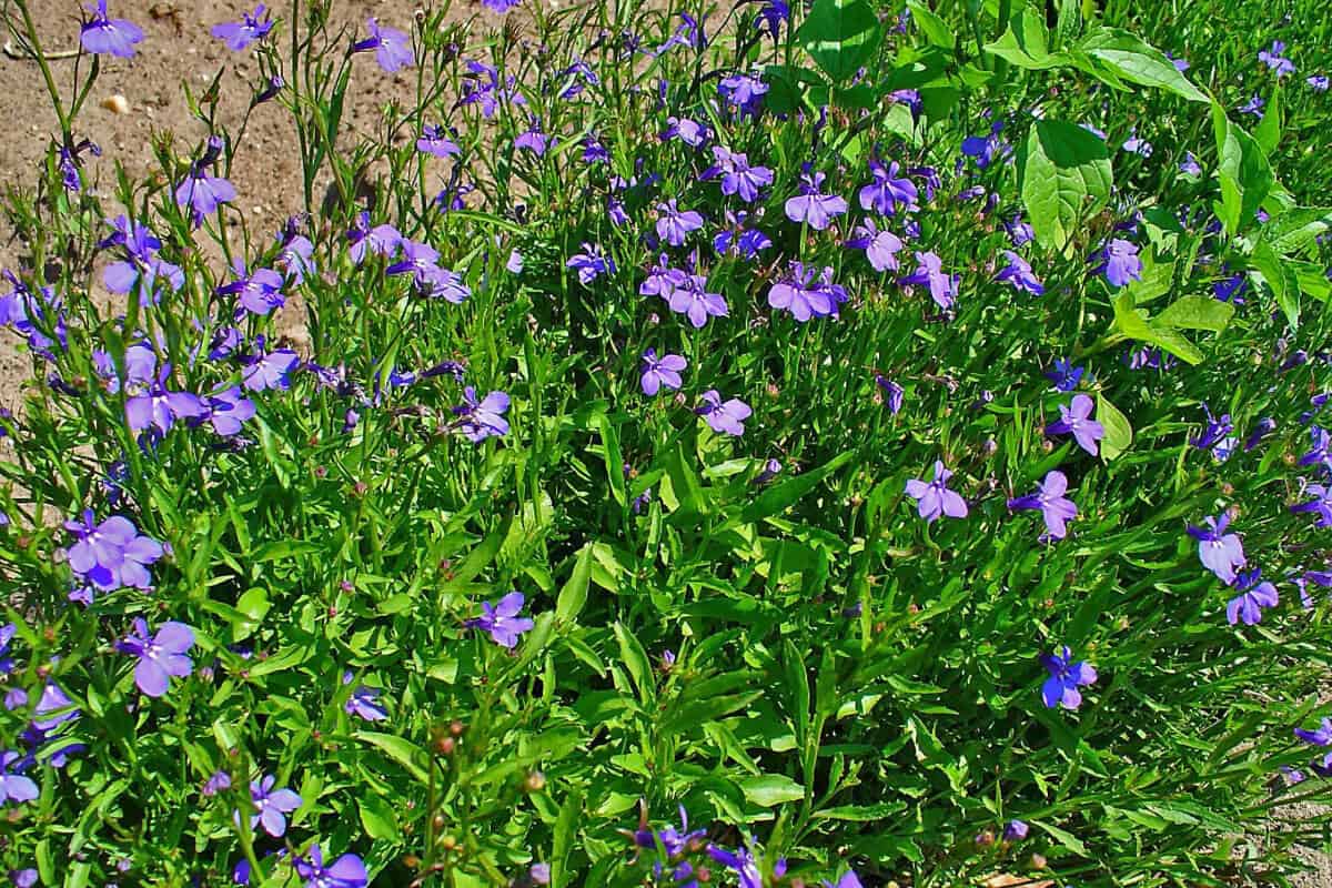 Lobelia