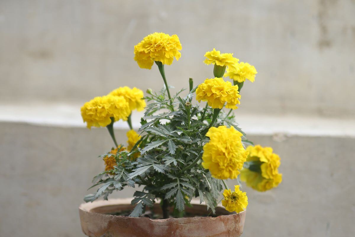 A terracotta pot holds a blooming marigold plant with vibrant yellow flowers and lush green foliage.