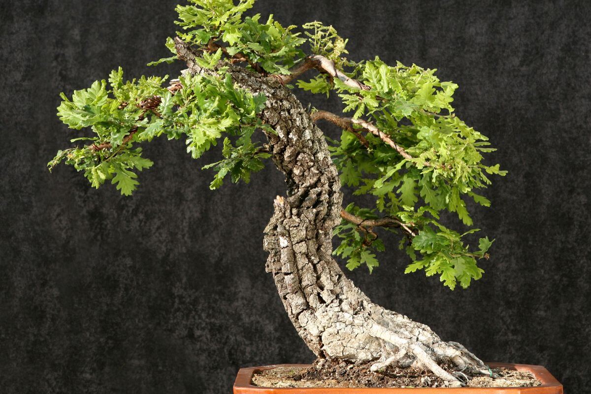 A twisting oak bonsai tree with rough bark and lush green leaves grows in a rectangular, reddish-brown container filled with soil.