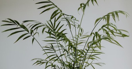 Parlor Palm Most Common and Popular Houseplant
