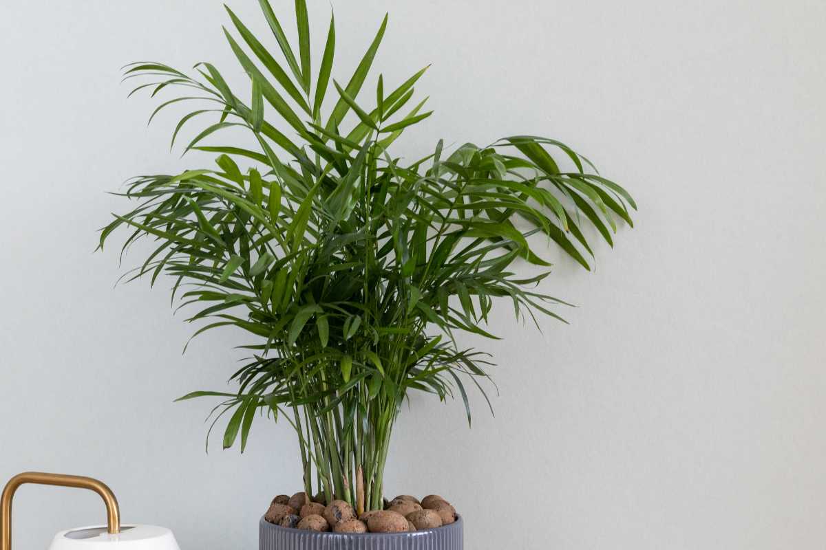 A potted parlor palm plant, with numerous green fronds sits on a surface next to an object.