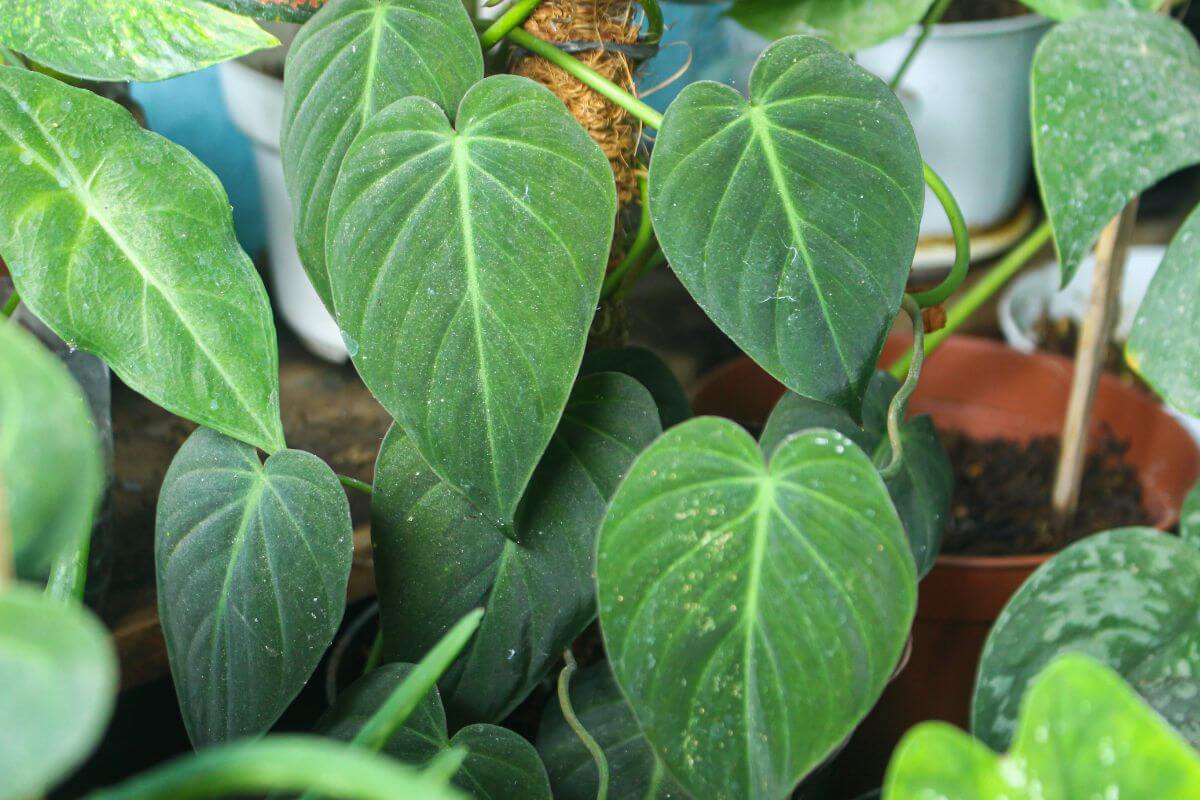 Close-up of lush green heart-shaped leaves of a Philodendron Micans with a few other philodendron varieties visible in the background.