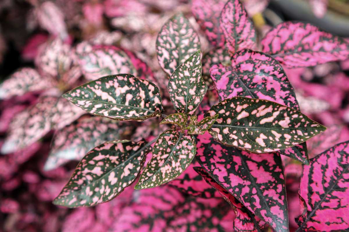 A polka dot plant featuring leaves with a striking pattern of green and pink colors. 