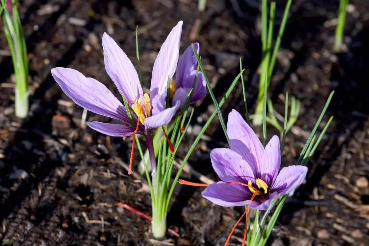 Vibrant purple saffron flowers, one of the fall edible plants, blooming in a garden.