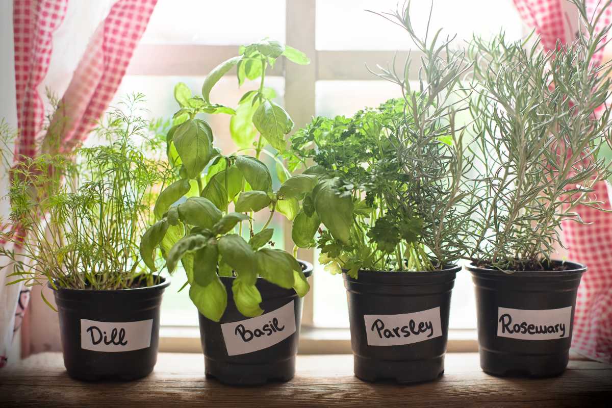 Four potted herb plants (dill, basil, parsley, and rosemary) are placed in a row on a windowsill with red and white checkered curtains in the background.