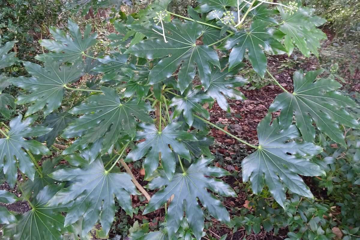 Spiders Web Japanese Aralia