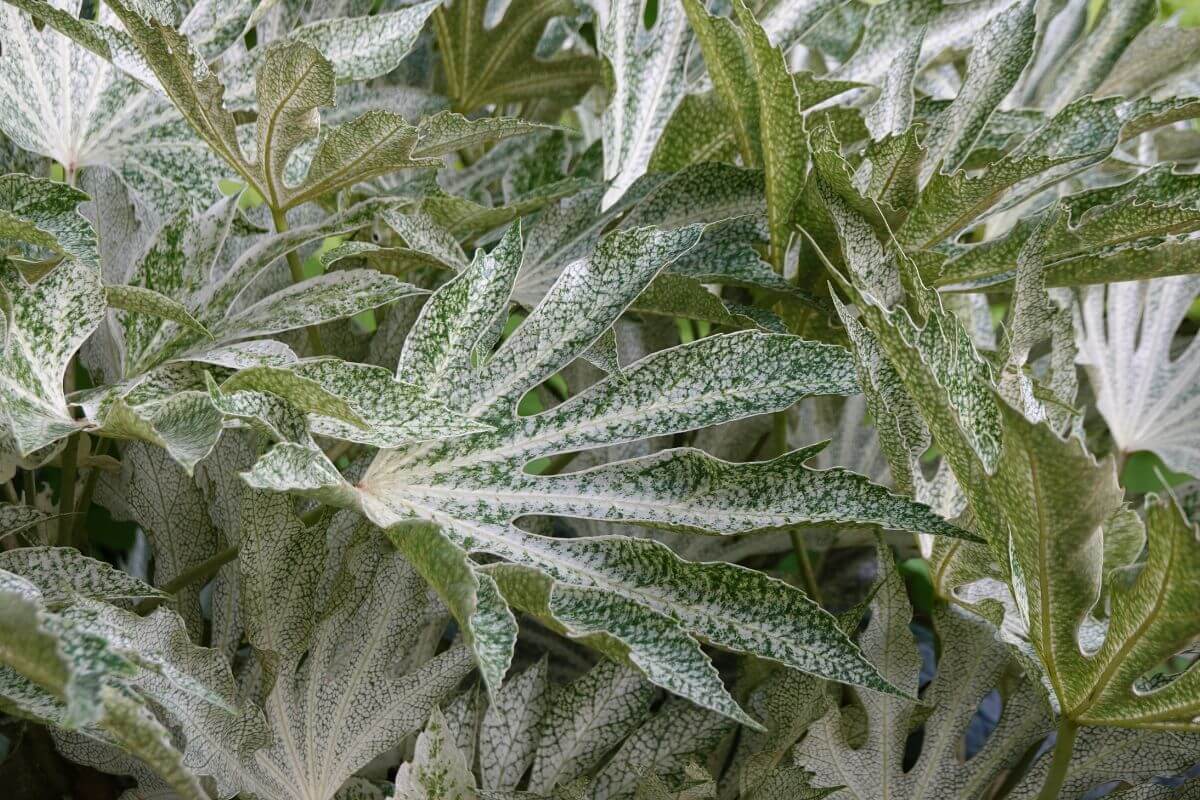 The spider's web plant, featuring large striking leaves with web-like patterns