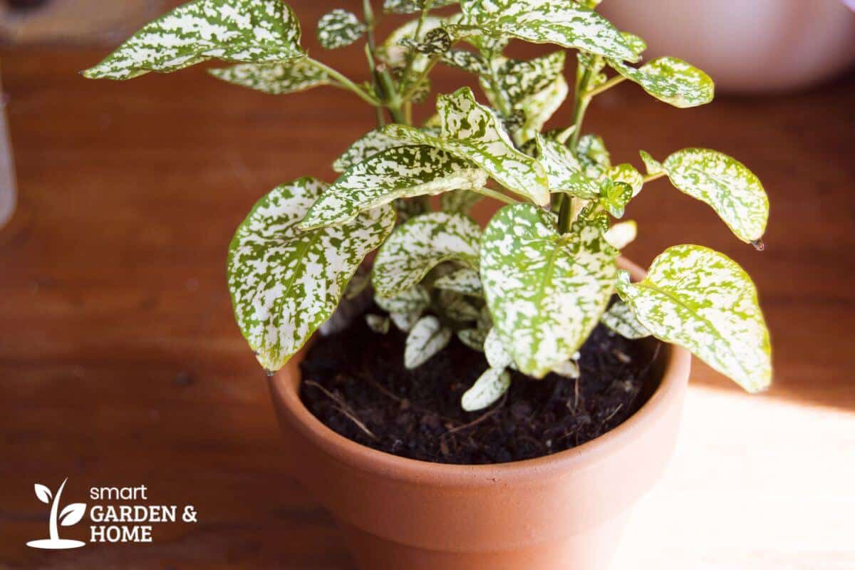 A small, terracotta pot containing a charming polka dot plant with green and white speckled leaves.