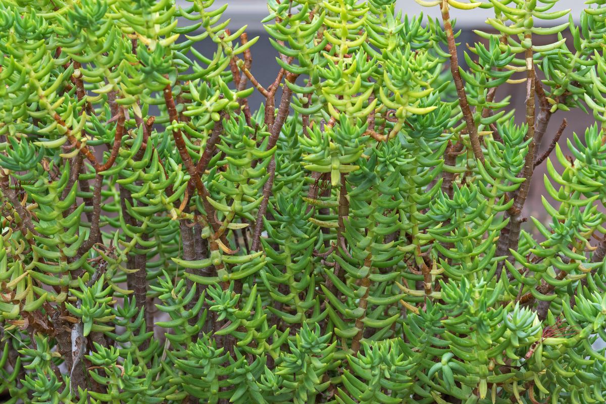 Close-up image of dense crassula tetragona plants with numerous green, fleshy leaves and brown stems.