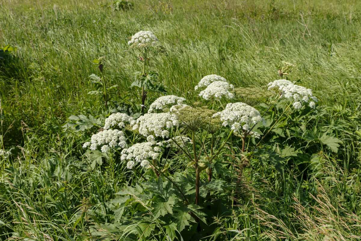 Wild Parsnip Plants