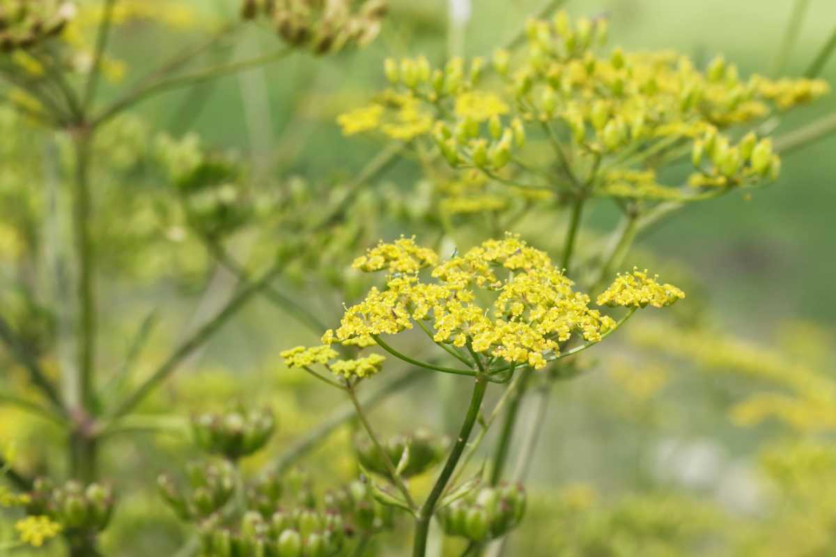 A cluster of yellow Wild Parsnip flowers in bloom, surrounded by green stems and buds. 