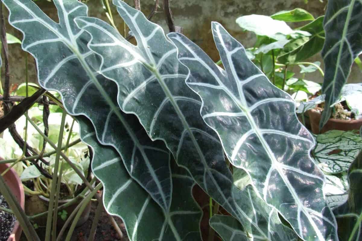 Alocasia Polly