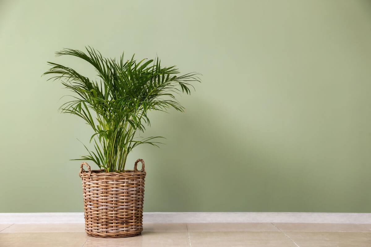Areca Palm with long, slender leaves sits in a woven basket planter on a tiled floor. 