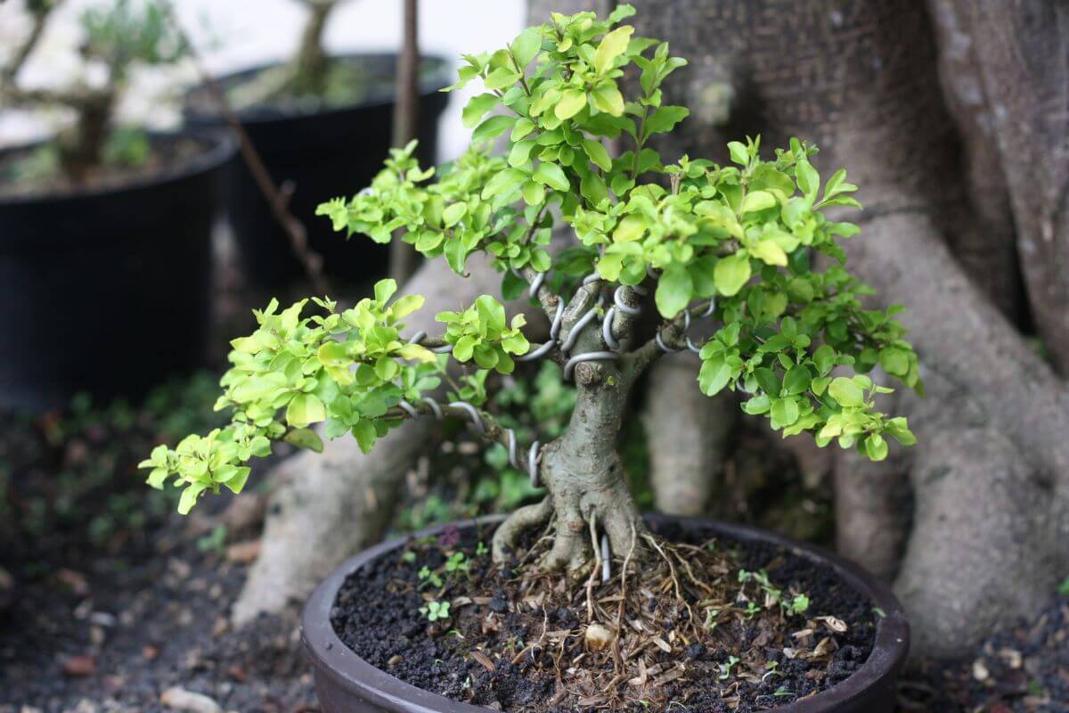 A small bonsai tree with a thick trunk and vibrant green leaves is planted in a round, dark pot filled with soil.