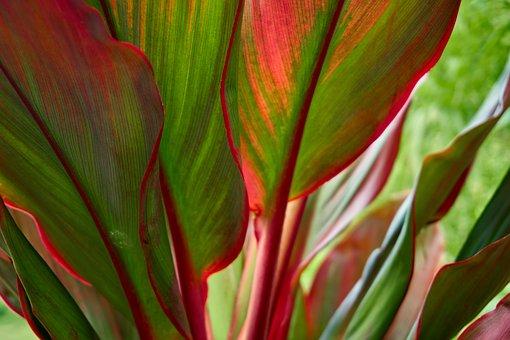 Ti Plant Colorful Houseplant