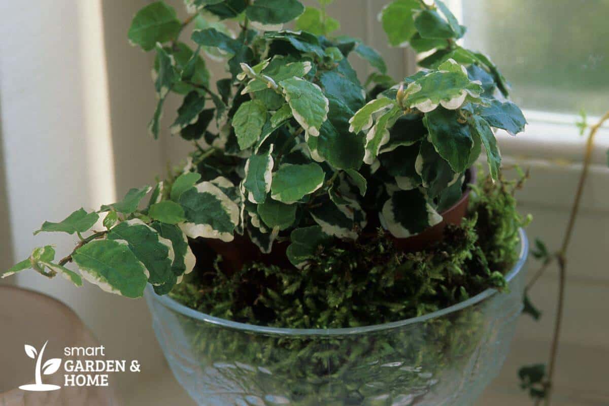 A potted creeping fig plant with green and white variegated leaves sits inside a clear glass bowl filled with moss.