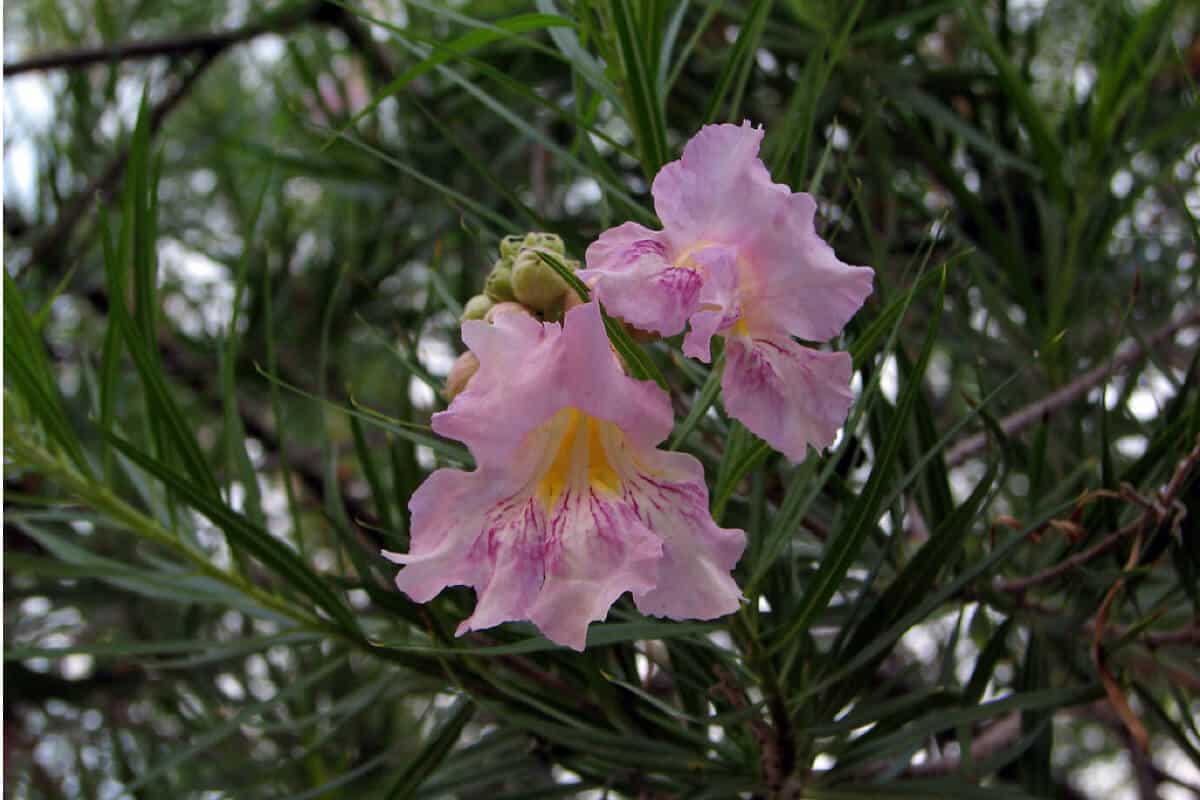 Desert Willow Plants