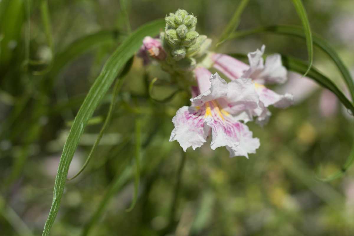 A Desert Willow plant with delicate pink and white blossoms. The flowers have frilled edges and are accented with yellow and pink streaks at their centers.