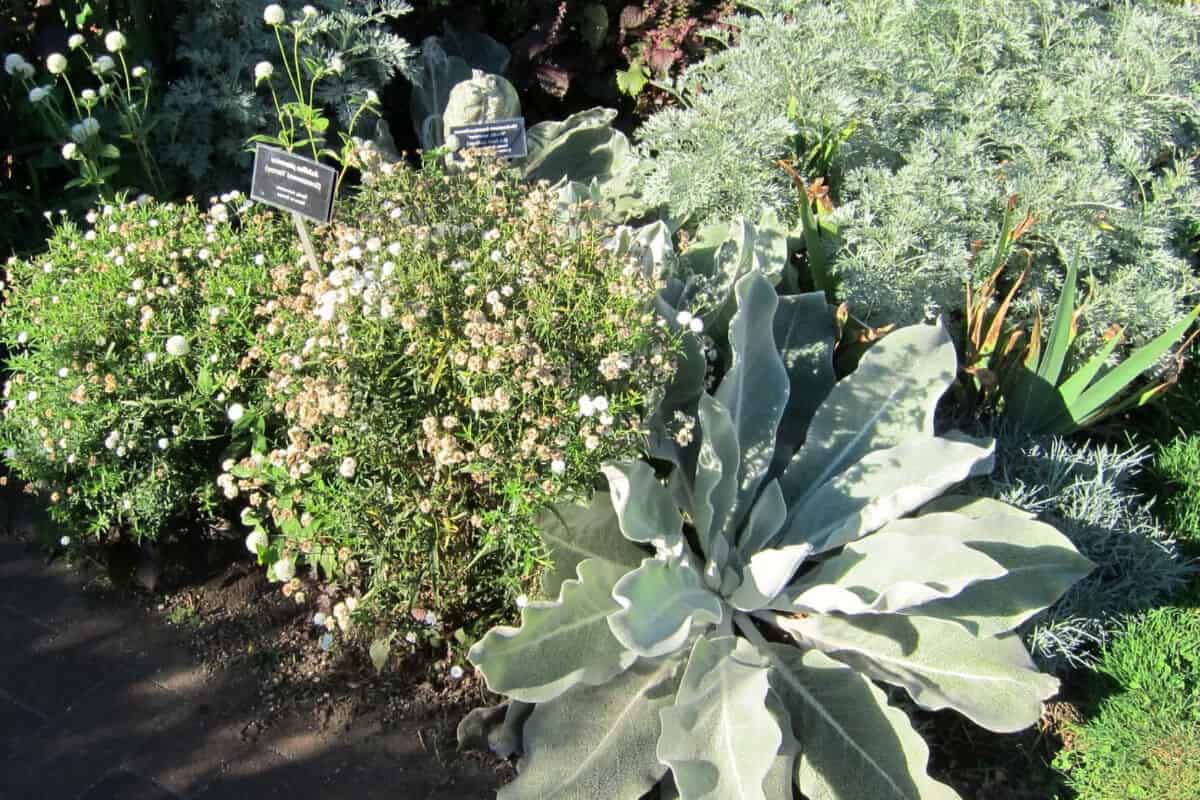 Giant Silver Mullein