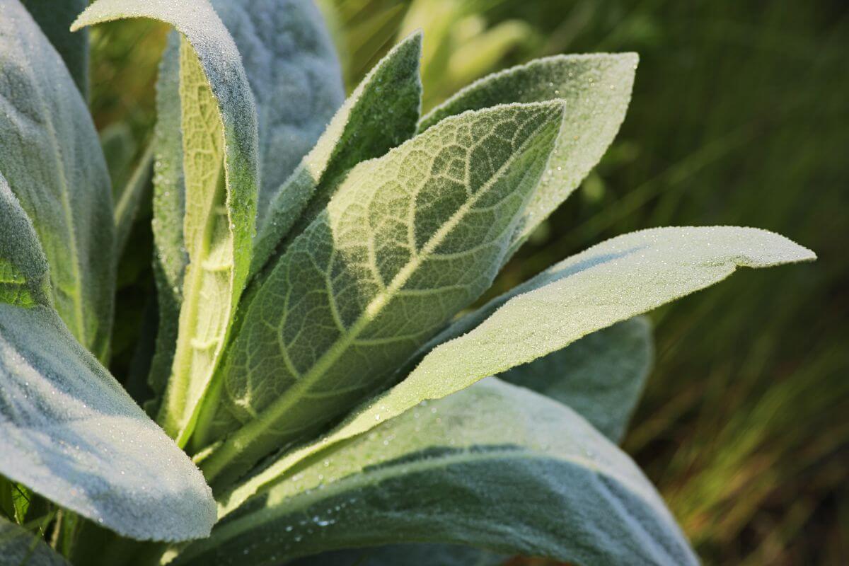 The Giant Silver Mullein, featuring oval-shaped leaves with soft woolly hairs