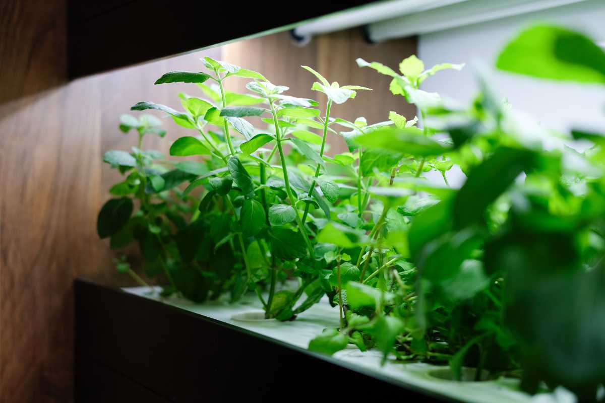 Green herbs growing indoors hydroponic system under a bright LED light, set against a wooden backdrop. 