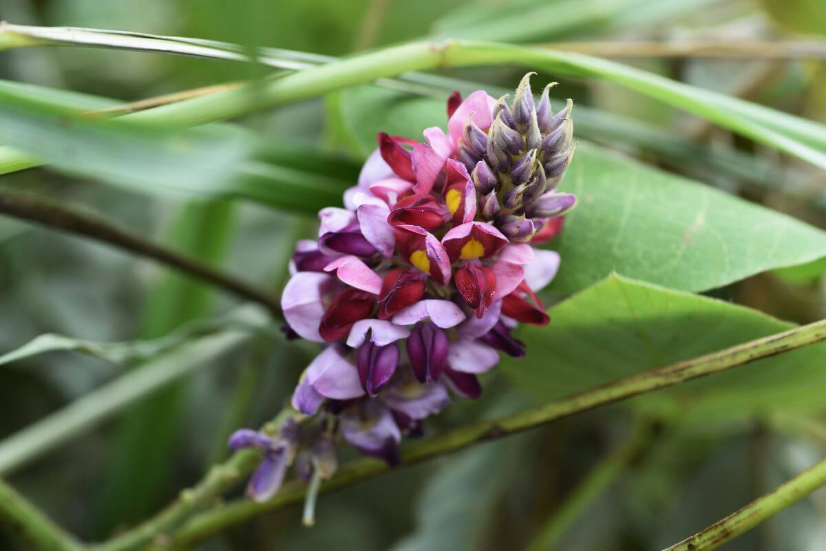 A purple, pink, and red kudzu flower, one of the edible wild flowers, with elongated petals and dense clusters.