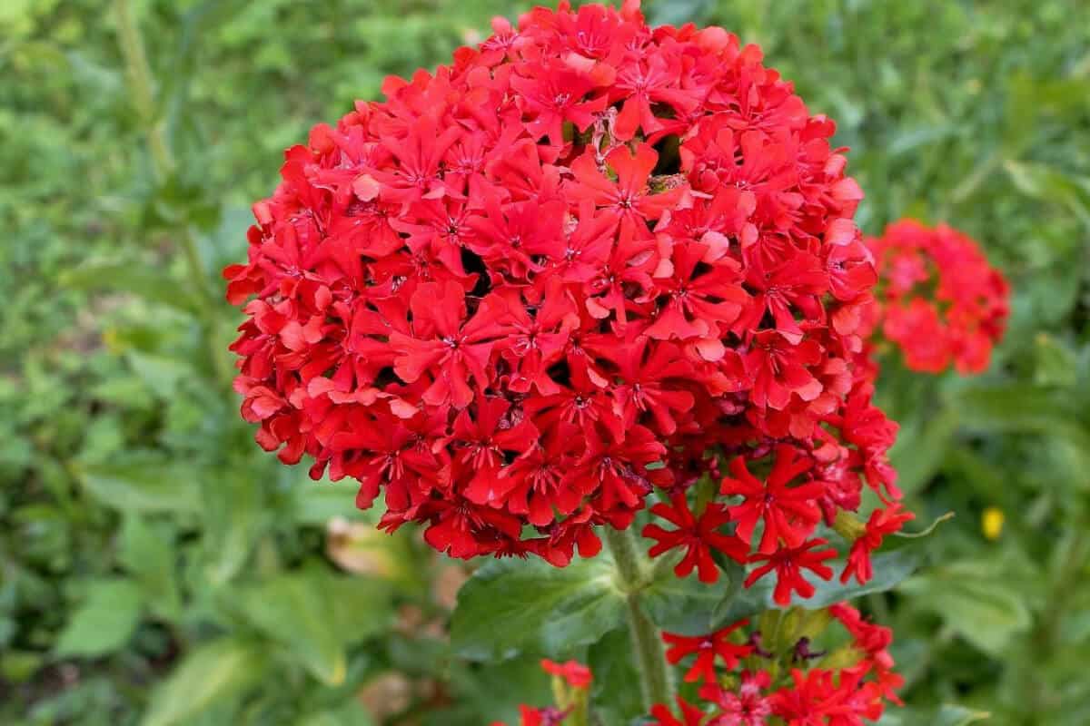 Maltese Cross Flowers