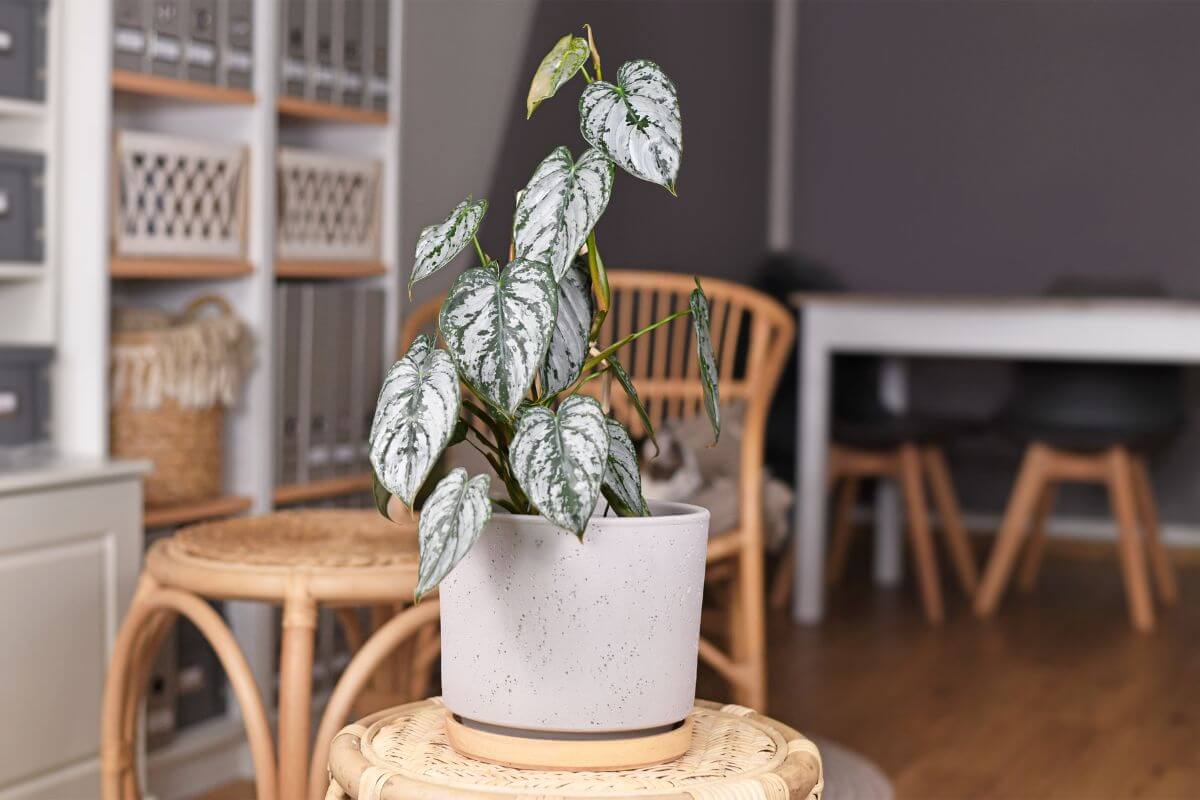 A potted philodendron brandtianum with green and white speckled leaves sits on a woven stool in a cozy room.