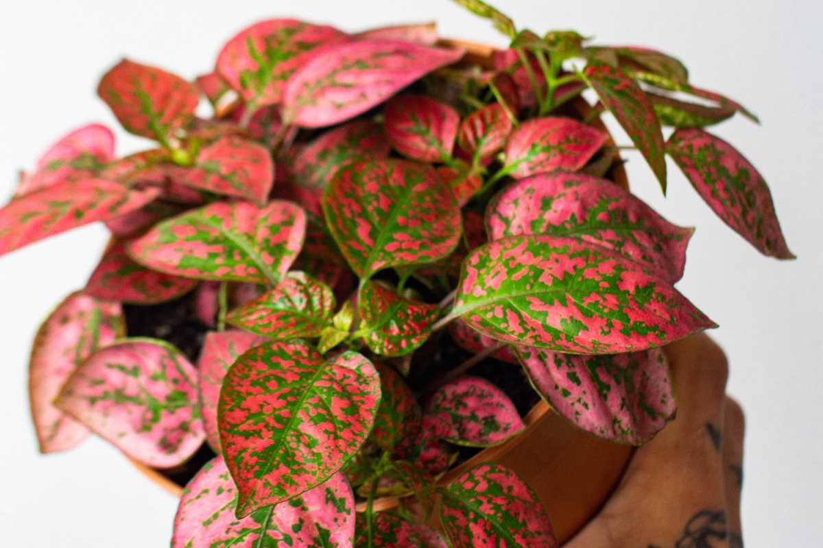 A hand holding a polka dot plant with pink and green speckled leaves. 